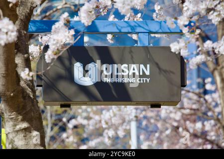 Ulsan, Corée du Sud - 21 mars 2020 : gros plan du panneau 'Ulsan - The Rising City', entouré de cerisiers en fleurs près de Mugocheon. Le vi Banque D'Images