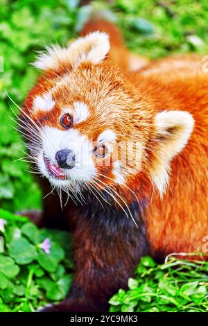 Le panda rouge dans son habitat naturel de la nature. Banque D'Images