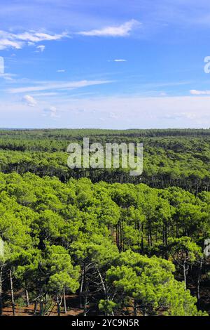 Saint-Julien-en-Born, Parc naturel régional des Landes de Gascogne (sud-ouest de la France) : vue panoramique sur la forêt des Landes et les pins maritimes depuis le Banque D'Images
