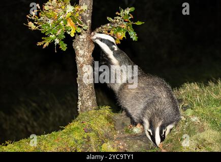 Blaireaux, nom scientifique : Meles Meles. Deux blaireaux européens sauvages et indigènes en automne, l'un cherchant dans un arbre et l'autre sous des bûches de mousse. Scottish Salut Banque D'Images