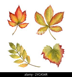 Feuilles d'automne dans les couleurs rouge, vert, orange et jaune illustration aquarelle ensemble isolé. Châtaigne , raisins et rowan Banque D'Images