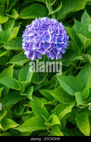 Fleur solitaire d'un arbuste d'hortensia bleu, serti parmi des feuilles vert vif Banque D'Images