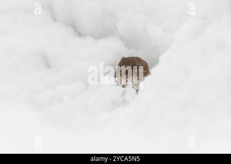 Bank vole (Myodes glareolus) dans la neige profonde dans la pinède écossaise Banque D'Images