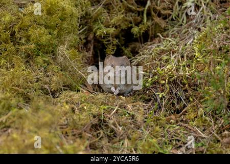 Volaille de banque (Myodes glareolus) dans le pin écossais Banque D'Images