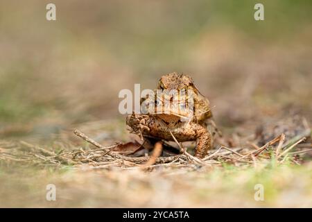 Crapauds communs (Bufo bufo) mâle et femelle affichant un comportement d'accouplement avec le mâle sur le dos de la femelle Banque D'Images