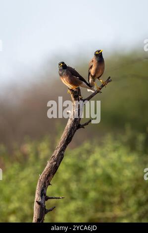 Myna commun ou myna indien ou mynah ou paire d'oiseaux tristis Acridotheres perché sur la branche dans le paysage naturel vert fond en safari de saison d'hiver Banque D'Images