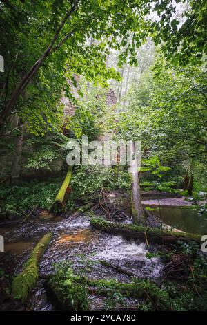 Ruines de l'ancien moulin à papier dans la réserve naturelle Czartowe Pole. Un ruisseau cristallin dans la forêt Banque D'Images