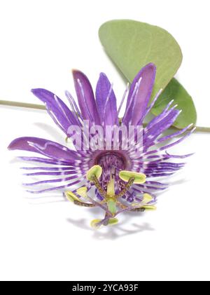 Gros plan sur une seule fleur de passionette violette sur fond blanc Banque D'Images