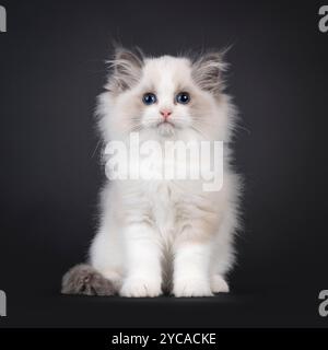Chaton chat Ragdoll mignon moelleux, assis. Regardant droit à la caméra avec les yeux bleu foncé. Isolé sur fond noir. Banque D'Images