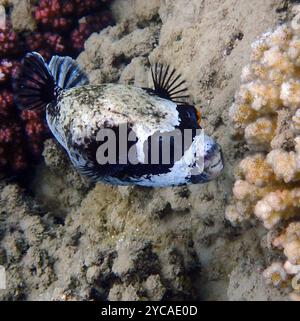 le poisson puffer masqué nage dans la mer rouge Banque D'Images