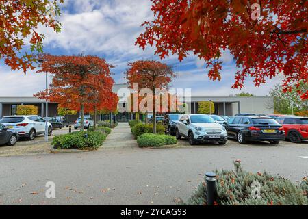 Chênes d'automne sur le parking du National Memorial Arboretum, Alrewas près de Lichfield, Staffordshire, Angleterre, Royaume-Uni Banque D'Images