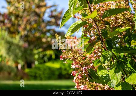 Les fleurs d'hortensia colorées sont en pleine floraison sur un fond vert luxuriant, soulignant la beauté de la nature un jour d'automne ensoleillé. Banque D'Images