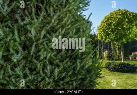 Un jardin animé présente de denses arbustes à feuilles persistantes et des arbres bien entretenus, prélassés au soleil sous un ciel bleu clair, créant une atmosphère extérieure sereine Banque D'Images