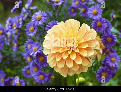 Belle fleur d'abricot dahlia front de fleur d'aster dans la lumière du matin sur fond flou de nature. (Aster amellus) concept de jardinage. Banque D'Images