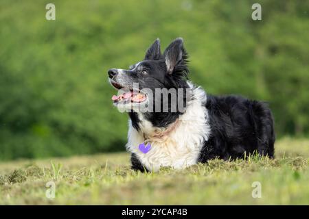 Vue de face d'un chien collie allongé sur un champ d'herbe avec ses oreilles piquées à l'attention. Banque D'Images