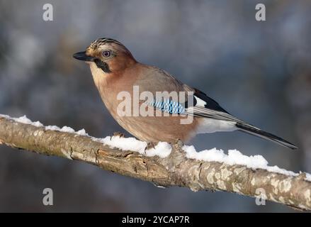 Jay eurasien (Garrulus glandarius) perché sur une vieille branche couverte de neige en hiver Banque D'Images