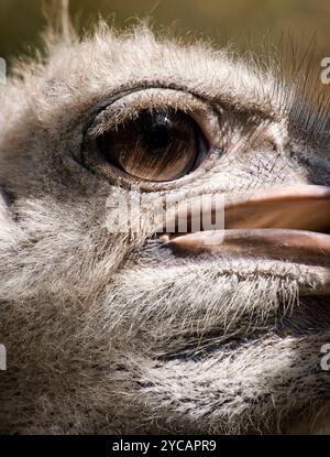 Des yeux d'Autruche close up Banque D'Images