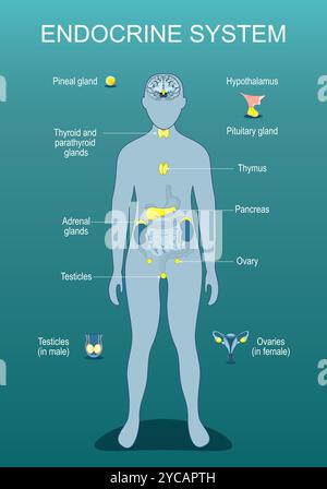 Système endocrinien. Sécrétion hormonale. Régulation métabolique. Déséquilibres hormonaux. Silhouette humaine avec organes internes mis en évidence. Illu plate isométrique Illustration de Vecteur