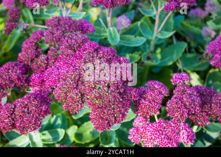 Un gros plan de fleurs violettes Sedum, mettant en valeur leur texture riche et leur couleur vibrante dans le jardin de la fin de l'été. Banque D'Images