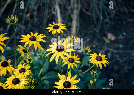 Un groupe animé de fleurs de Susan aux yeux noirs apporte une touche de jaune au jardin, leurs pétales ensoleillés illuminant le paysage. Banque D'Images