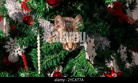 Un chaton drôle et adorable pendant la saison des fêtes, brisant de manière ludique la belle décoration de Noël, sapin festif orné de vacances X Banque D'Images