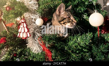 La saison des fêtes, le chat espiègle, animal drôle et adorable, fait des ravages sur la belle décoration de Noël moderne, y compris l'épingle festive Banque D'Images