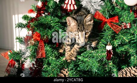 La saison des fêtes, le chat espiègle, animal drôle et adorable, fait des ravages sur la belle décoration de Noël moderne, y compris l'épingle festive Banque D'Images