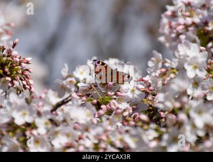 Londres, Royaume-Uni. 18 mars 2022. Un papillon paon sur un cerisier en fleurs. Crédit : Vuk Valcic/Alamy Banque D'Images