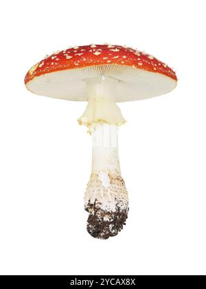 Champignon agarique Amanita muscaria agarique de mouche rouge isolé sur fond blanc Banque D'Images