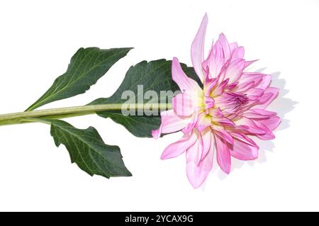 Fleur de dahlia Columbine rose et blanche isolée sur fond blanc Banque D'Images