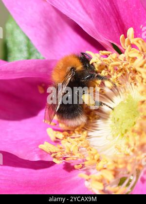 Bourdon sur fleur rose rugosa rose Banque D'Images