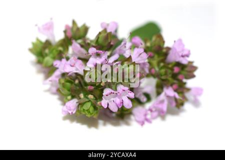 Origanum vulgare plante de marjolaine douce fleurissant des fleurs violettes isolées sur fond blanc Banque D'Images