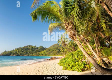 Beau palmier sur la plage tropicale au coucher du soleil dans l'île des Caraïbes Banque D'Images