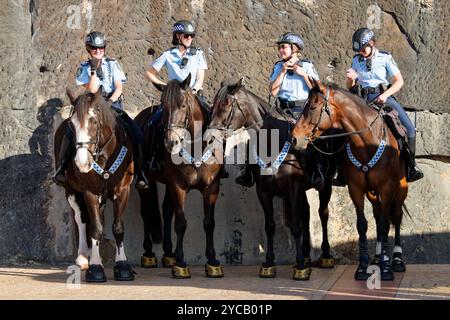 Sydney, Australie. 22 octobre 2024. La police montée de la Nouvelle-Galles du Sud vue lors de la visite de la reine Camilla et du roi Charles III à l'Opéra de Sydney le 22 octobre 2024 à Sydney, Australie crédit : IOIO IMAGES/Alamy Live News Banque D'Images