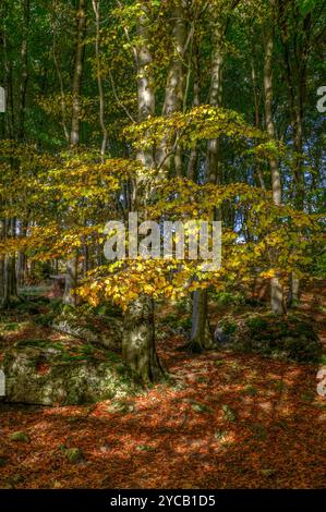 Début de l'automne à Dalton près de Burton-in-Kendal, Cumbria Banque D'Images