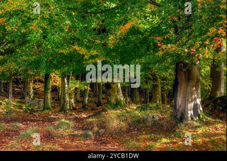 Début de l'automne à Dalton près de Burton-in-Kendal, Cumbria Banque D'Images