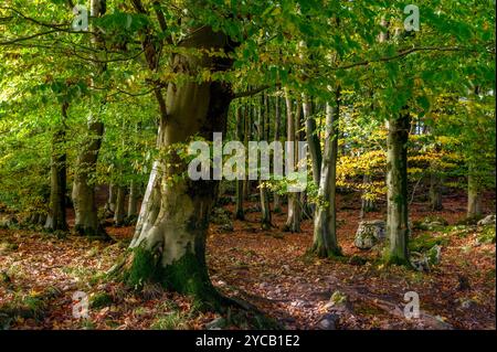 Début de l'automne à Dalton près de Burton-in-Kendal, Cumbria Banque D'Images