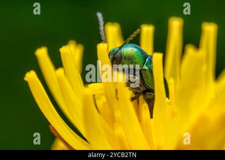 Coléoptère vert - Cryptocephalus sericeus, beau coléoptère vert des prairies et des prairies européennes, République tchèque. Banque D'Images