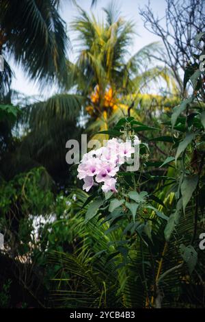 Des fleurs violettes claires fleurissent dans un cadre tropical luxuriant avec un feuillage vert éclatant et des palmiers se balançant doucement dans la brise. Banque D'Images