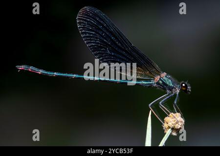 L'image macro détaillée montre une demoiselle aux ailes noires, Calopteryx haemorrhoidalis, perchée délicatement sur une tige de plante avec son corps bleu métallique brillant Banque D'Images