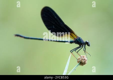 Une image frappante d'une demoiselle aux ailes noires, Calopteryx haemorrhoidalis, perchée délicatement sur une plante, mettant en valeur ses ailes noires et dorées Banque D'Images