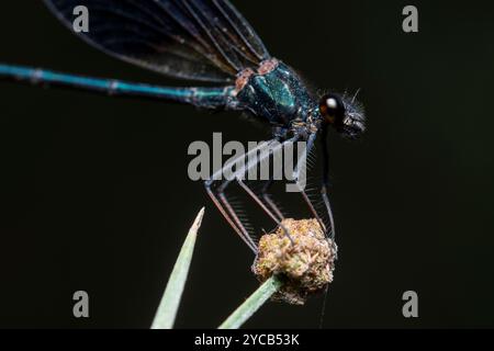 Une photo macro exquise capturant une demoiselle aux ailes noires, Calopteryx haemorrhoidalis, délicatement perchée sur une tige de plante verte avec un bac doux et sombre Banque D'Images
