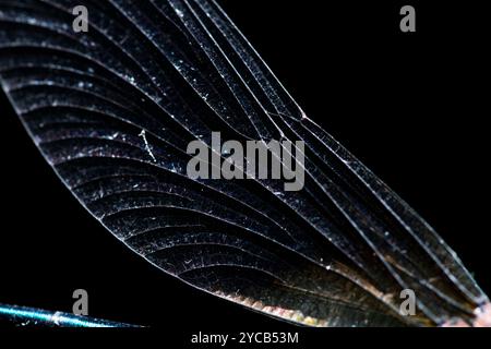 Une image macro saisissante capturant les détails complexes et les motifs de l'aile d'une damoiselle aux ailes noires sur un fond sombre Banque D'Images