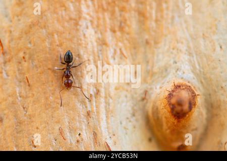 Une image nette et en gros plan montrant une petite fourmi acrobate, Crematogaster scutellaris, naviguant sur la surface rugueuse et crémeuse d'une écorce d'arbre Banque D'Images