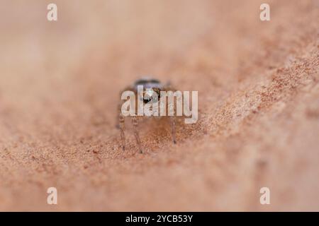 Photographie macro mettant en vedette une petite araignée sautant alors qu'elle navigue dans une texture fine et sablonneuse, mettant en valeur ses yeux détaillés et son corps texturé dans un natura Banque D'Images