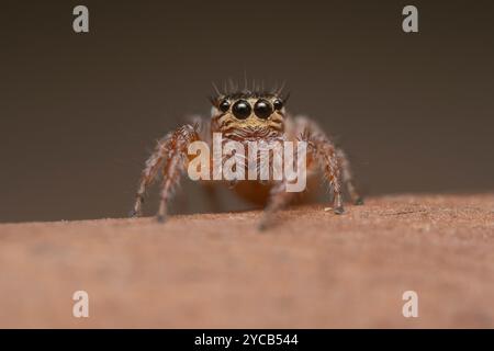 Cette photo capture une image détaillée d'une araignée sauteuse. Ses grands yeux curieux dominent le cadre, sur un fond fin et texturé, le spi Banque D'Images