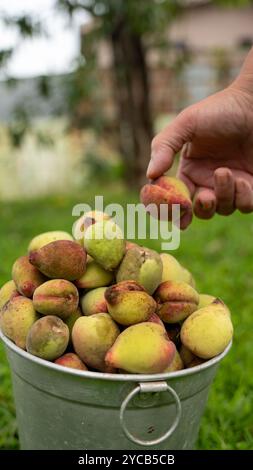 Gros plan de la main d'une personne plaçant des pêches fraîchement cueillies dans un seau galvanisé, débordant de fruits mûrs au milieu d'un jardin luxuriant Banque D'Images