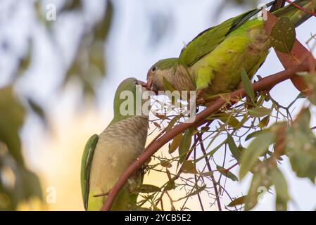 Les perruches moines, Myiopsitta monachus, s'engageant dans une interaction douce au milieu des branches d'un arbre une perruche nourrit l'autre dans une exposition de socia Banque D'Images