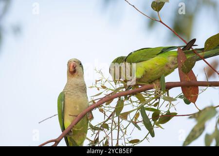 Deux perruches moines, Myiopsitta monachus, sont capturées dans leur environnement naturel, l'une posant en évidence tandis que l'autre se nourrit tranquillement de petits leav Banque D'Images