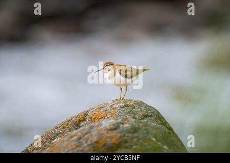 Un Sandpiper commun, Actitis hypoleucos, se dresse gracieusement sur un rocher verdoyant et mousselé sur un fond doux et flou, capturant l'environnement serein Banque D'Images